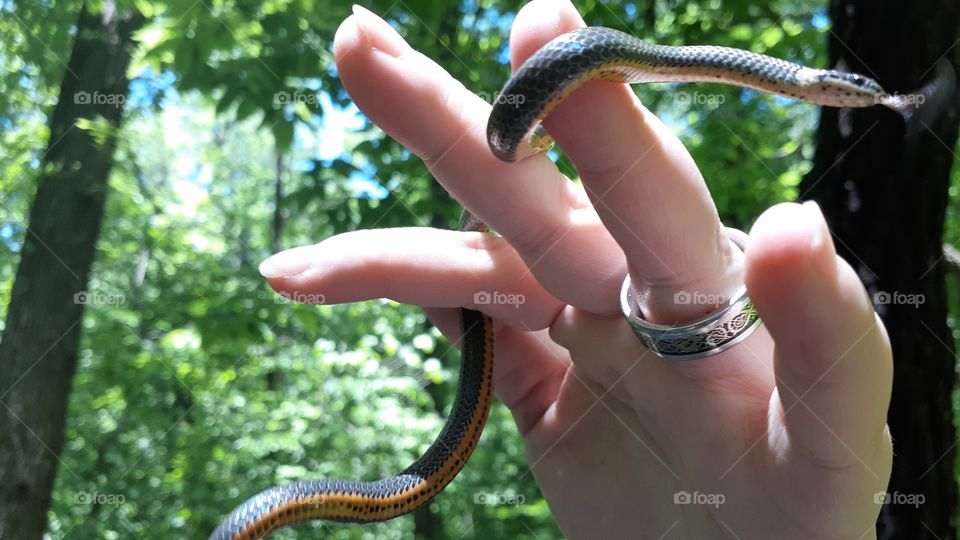 Ringneck Snake