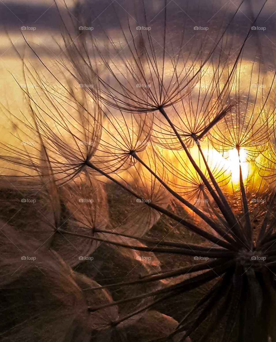 Golden summer sunset