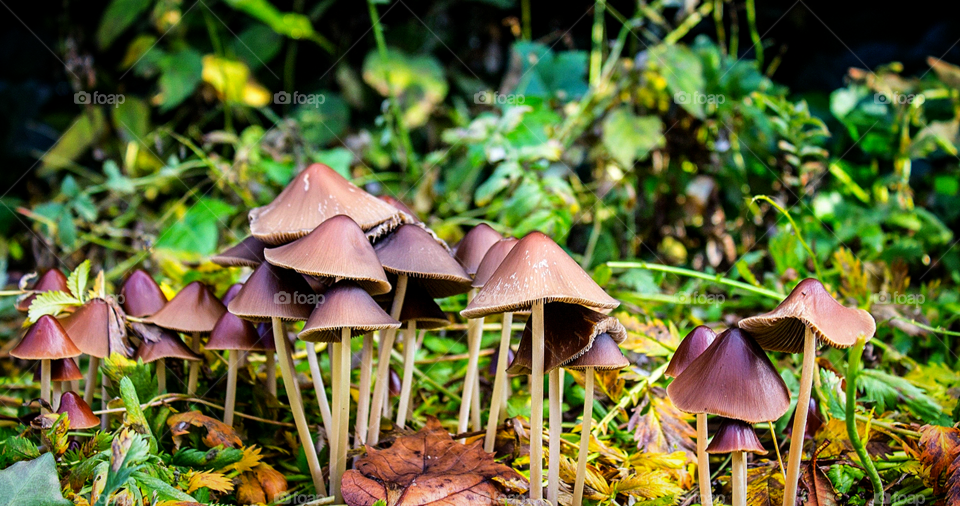 Happy little Mushroom closeup!