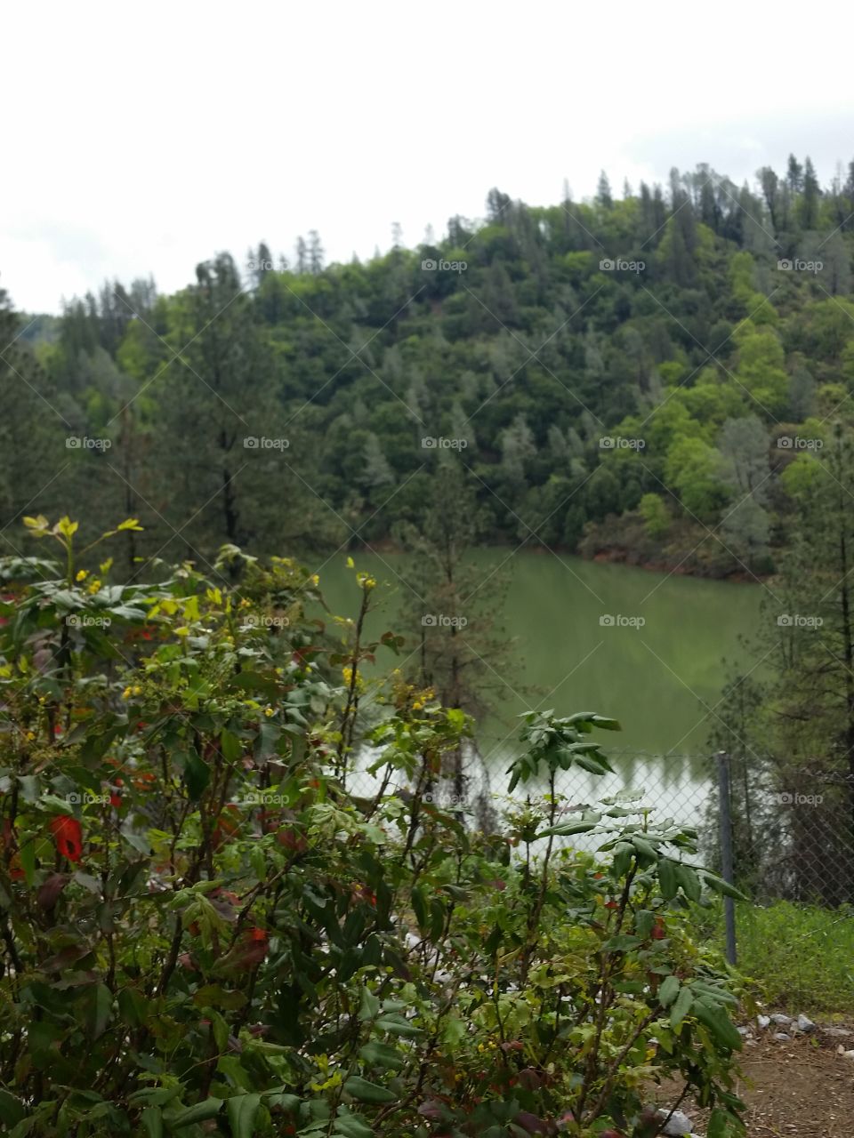 Lake shasta and trees