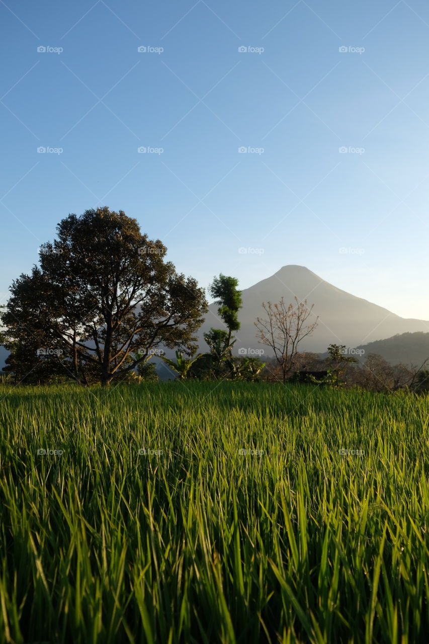 Rice fields in Selotapak Village