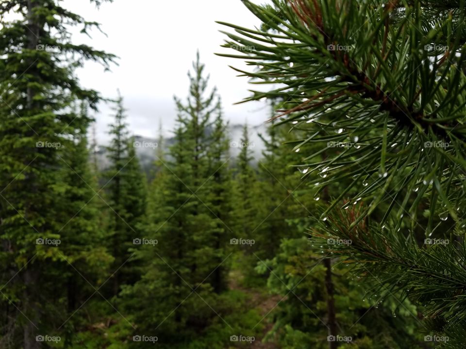 Dew collects on Pine needles in a coniferous forest on an overcast day.