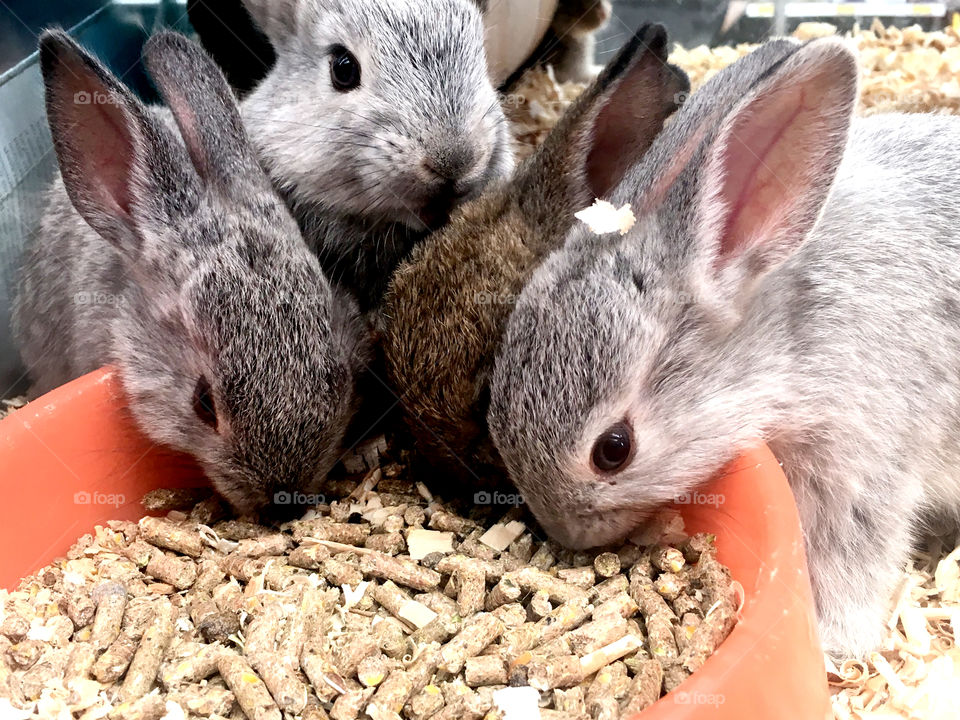 A litter of bunnies at a petshop eating