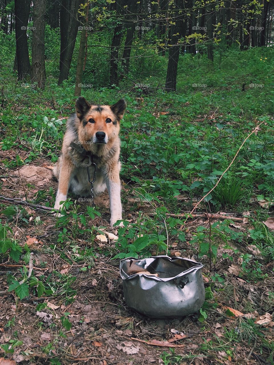 Dog, Mammal, No Person, Wood, Canine