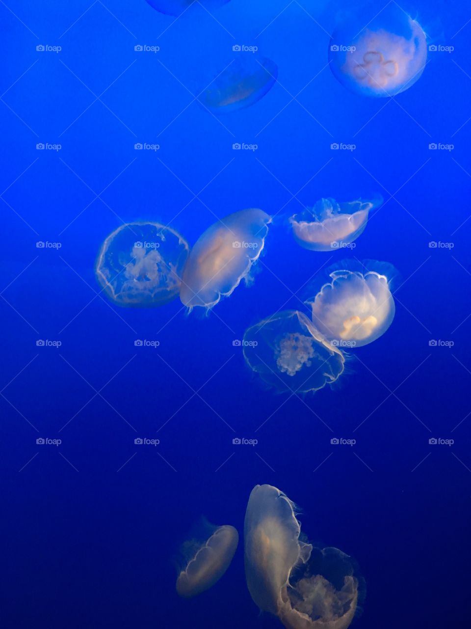 White jellyfish in front of a blue background in a tank at the aquarium 
