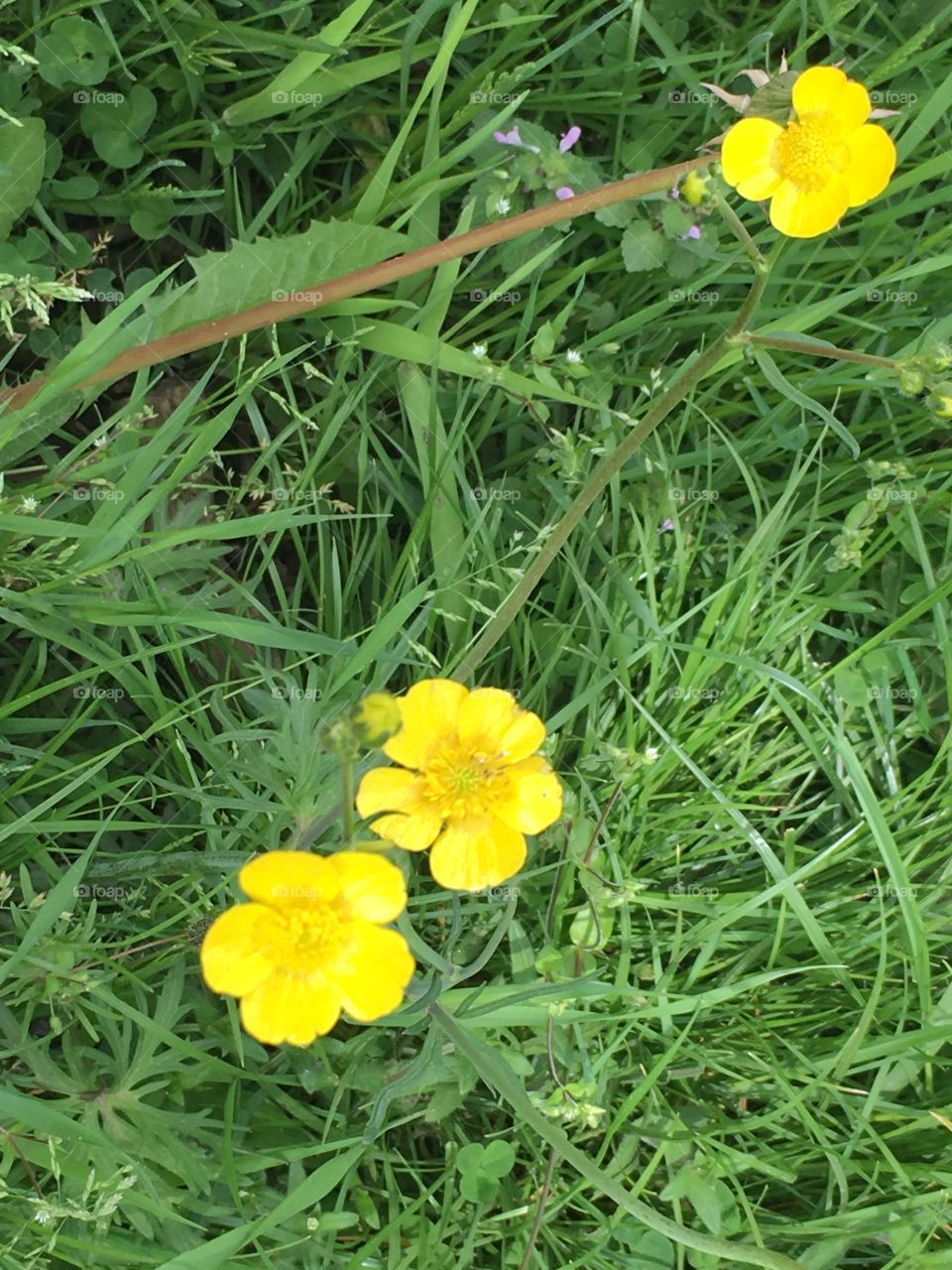 Yellow flowers 