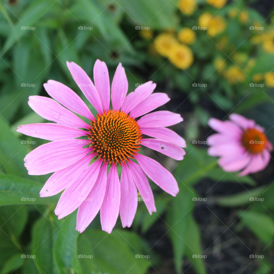 Cone Flower from my garden.