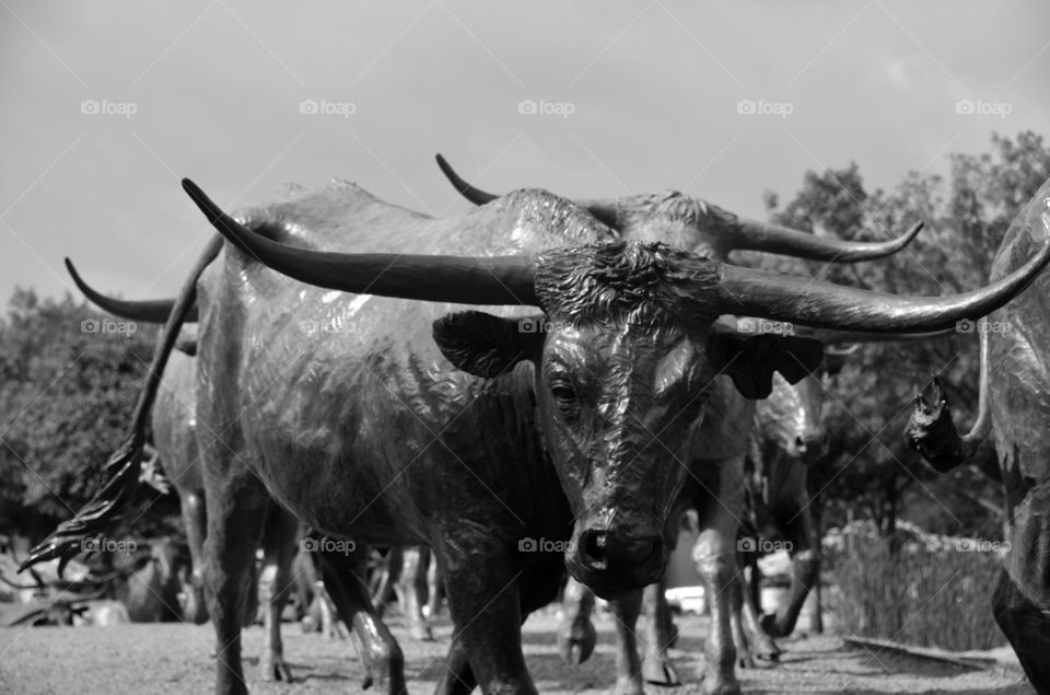 Herd of Bulls