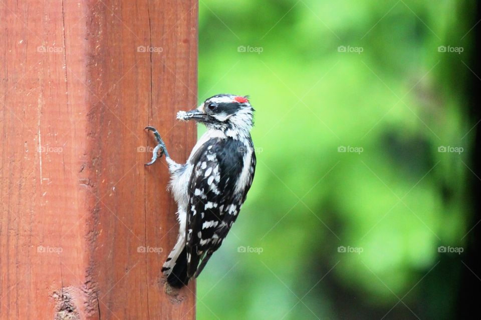 Woodpecker perching on wood