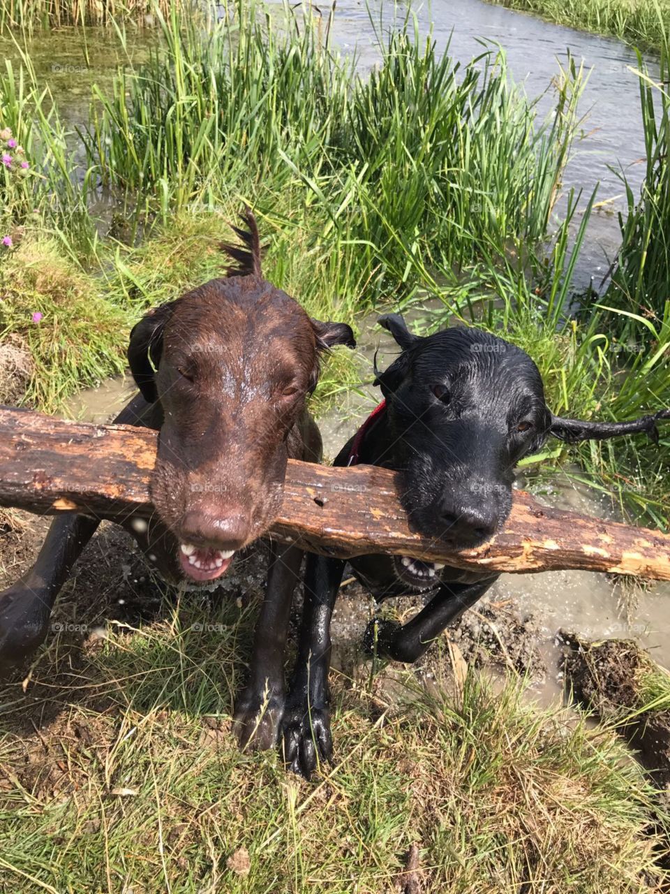 Flatcoats on the marshes 