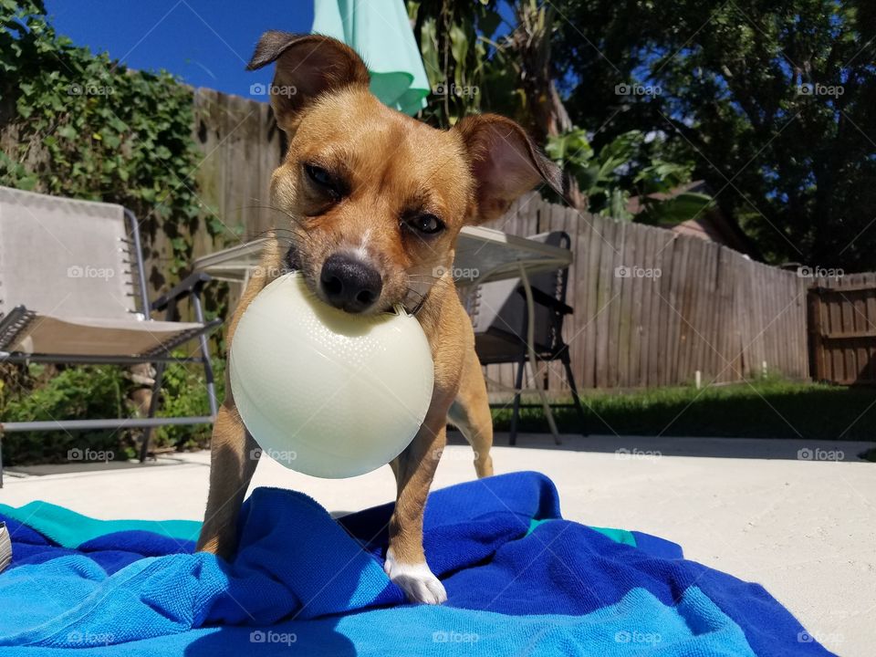 Charlie Loves her Ball
