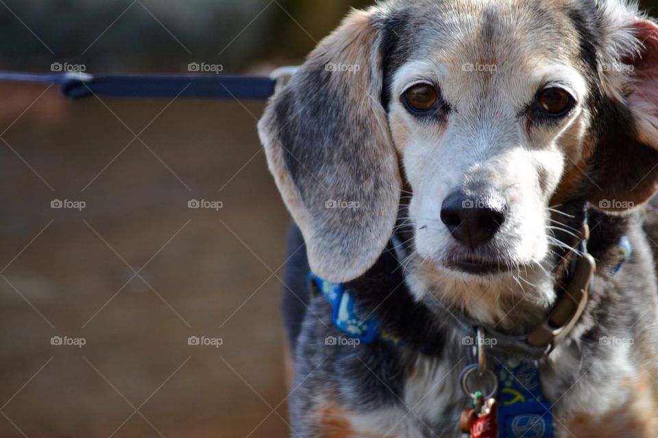 Cute beagle on a leash
