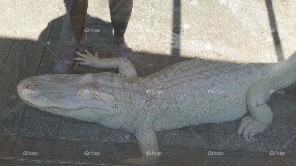 albino alligator