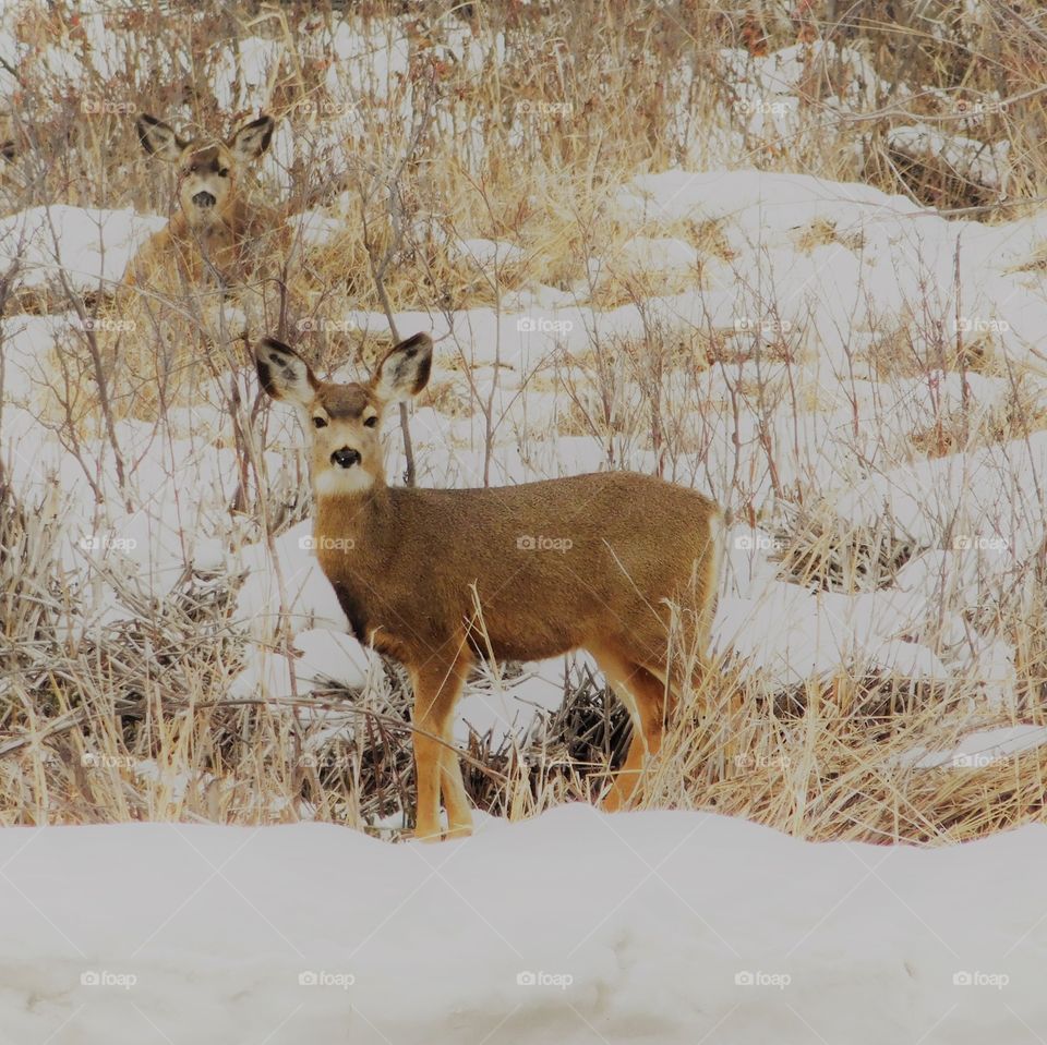 Deer, Mammal, Wildlife, Buck, Virginia Deer