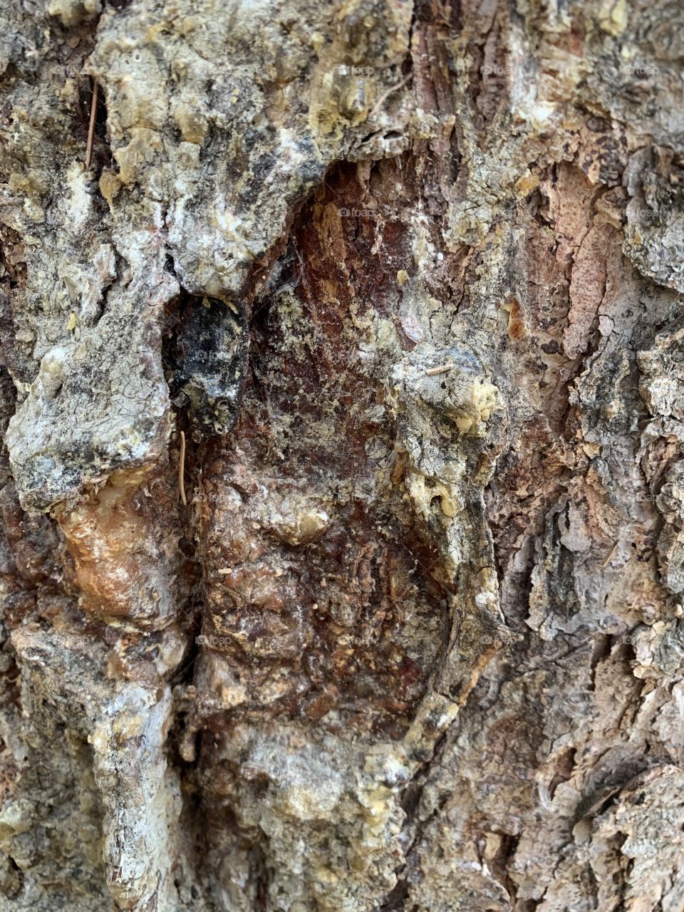 Closeup of tree 