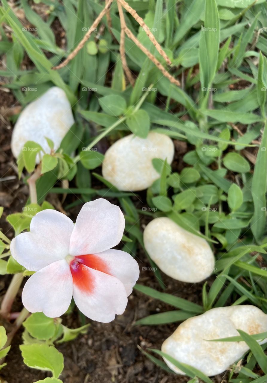 🌹 🇺🇸 Very beautiful flowers to brighten our day.  Live nature and its beauty. Did you like the delicate petals? / 🇧🇷 Flores muito bonitas para alegrar nosso dia. Viva a natureza e sua beleza. Gostaram das pétalas delicadas? 