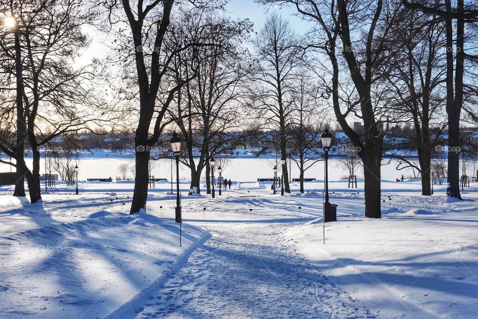 Snow, Winter, Tree, Cold, Frost