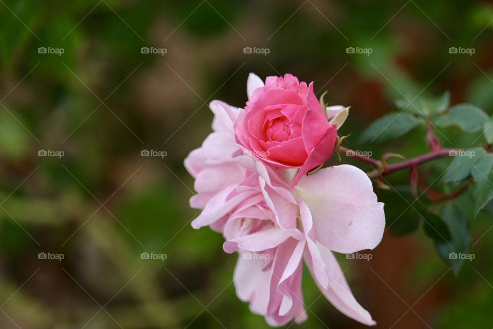 Grafted pink roses blooming