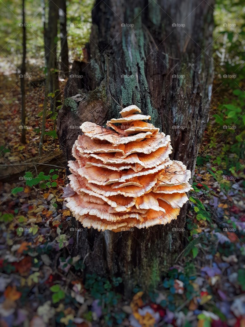 Chicken of the mushroom