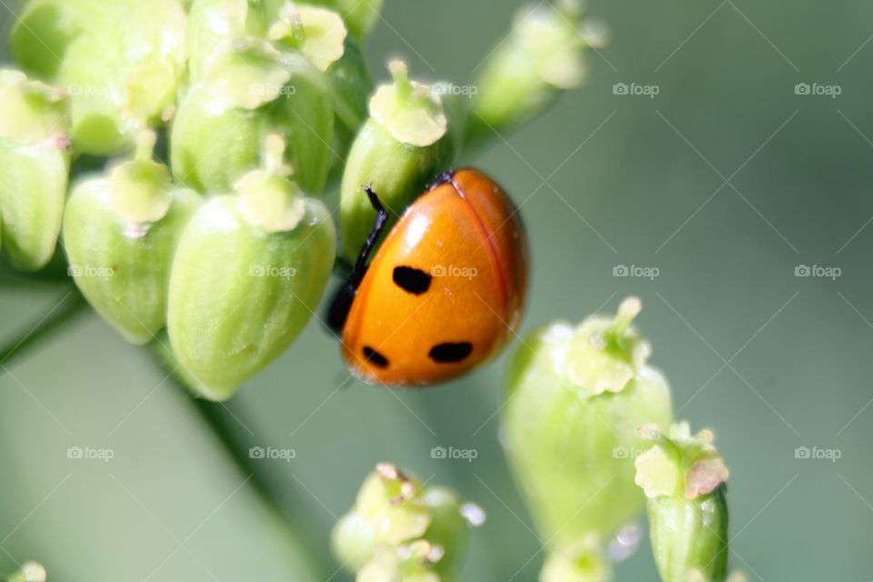 Beetle on plants