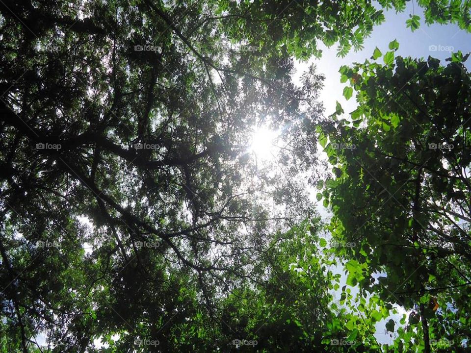 Sunrays through the trees