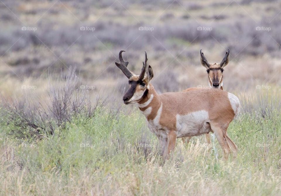 Pronghorn