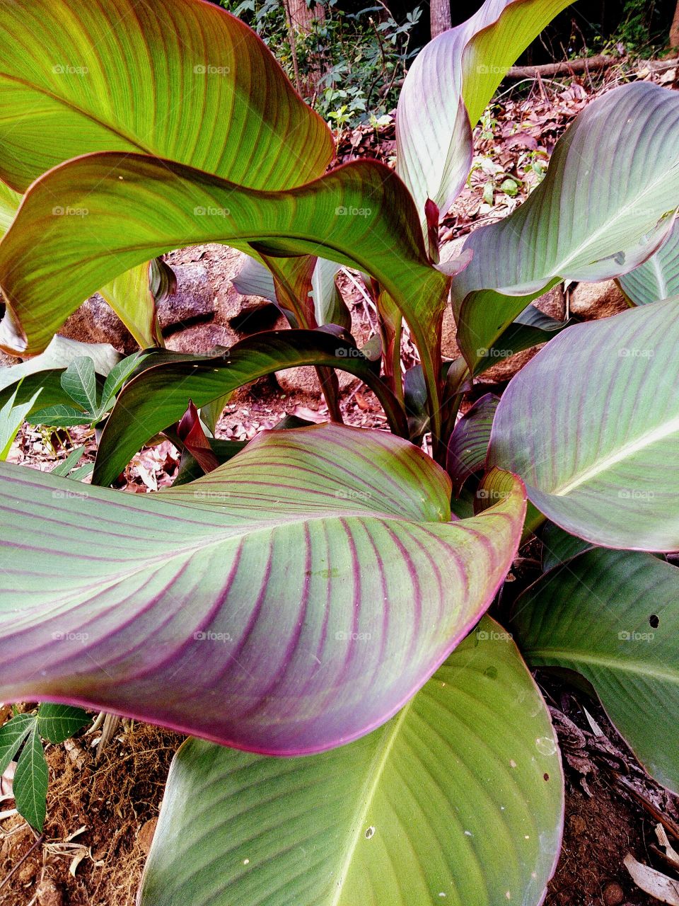 Canna is a type of tuber-producing plant that is quite popular but its sustainability is increasingly threatened because not many people plant it