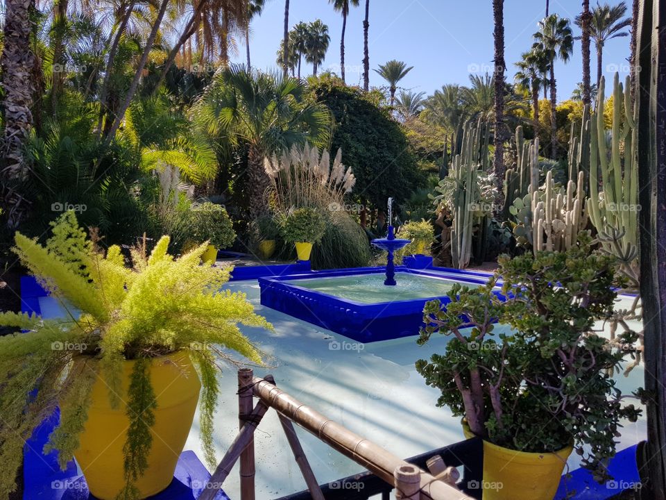 botanic garden majorelle