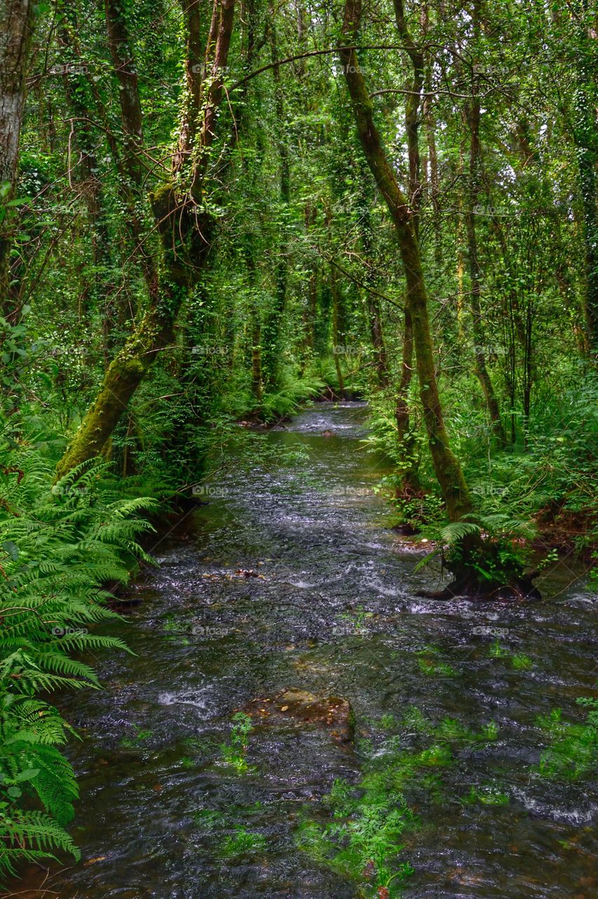 High angle view of forest stream