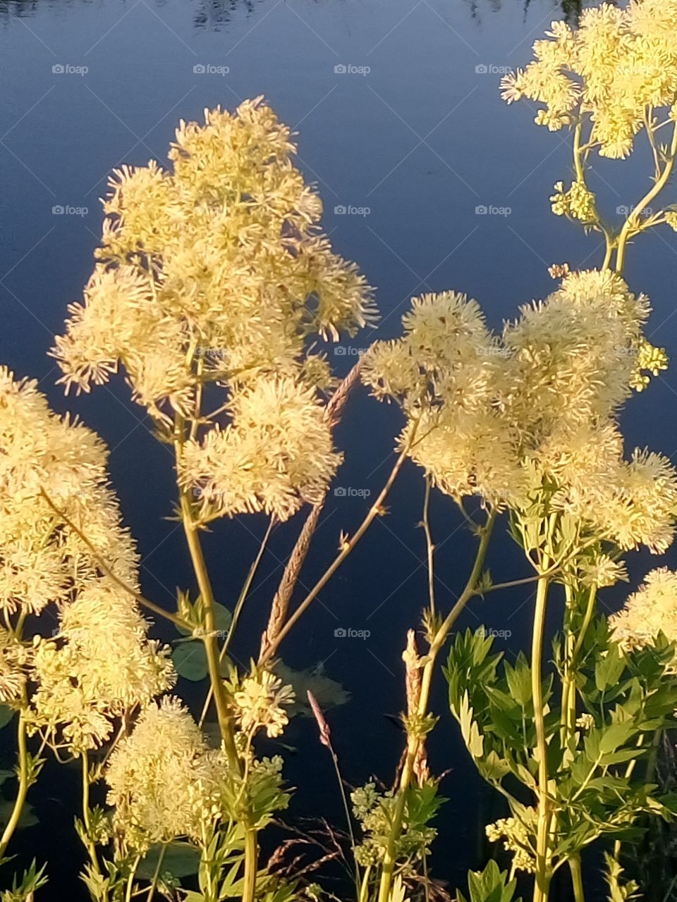 polish nature,  flowers at the river pool