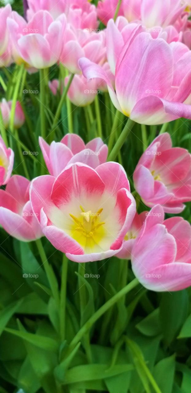 tulips. flower in garden.