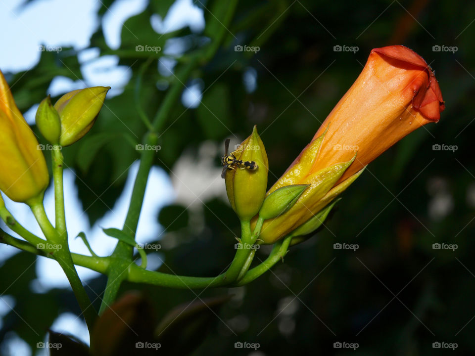 nature flower macro close by tsaras70