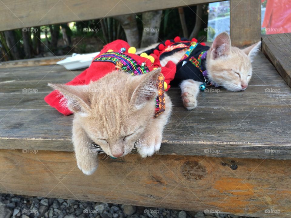 Sleeping kitty wearing red dress or fancy dress of Thailand in north 