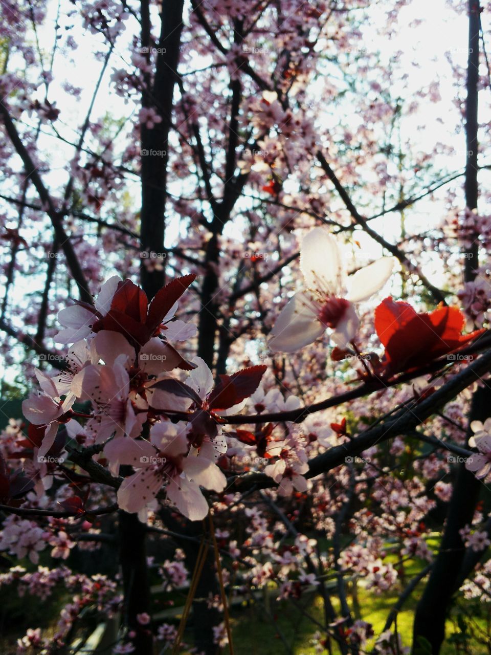 Blossoms