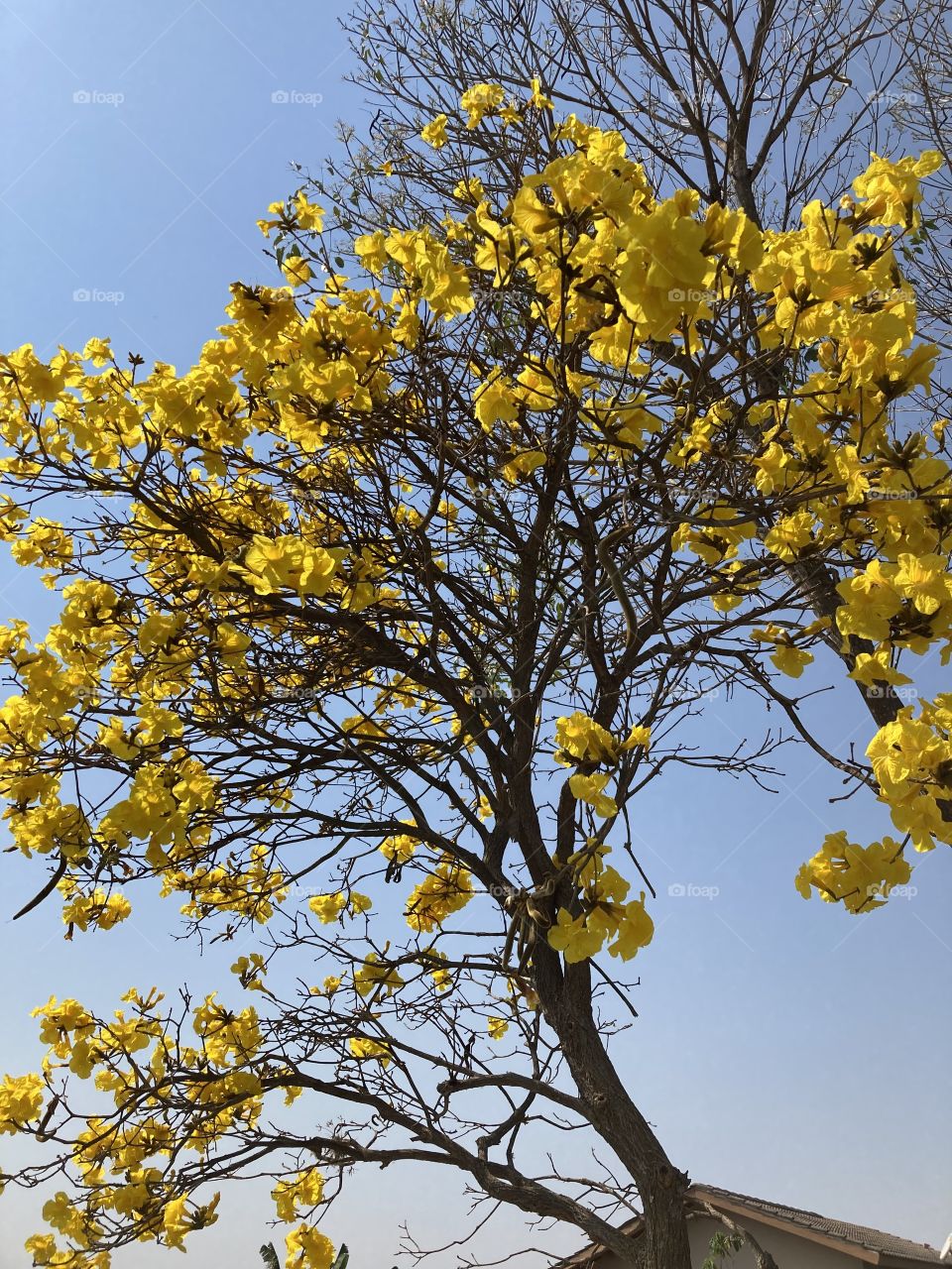 🇺🇸 A spectacular yellow ipe, all in bloom, showing the beauty of nature.  With this contrasting blue sky, it was perfect! / 🇧🇷 Um espetacular ipê amarelo, todo florido, mostrando a beleza da natureza. Com esse céu azul contrastando, ficou perfeito!