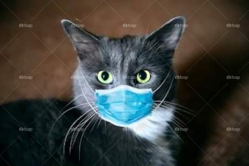 black cat wearing mask