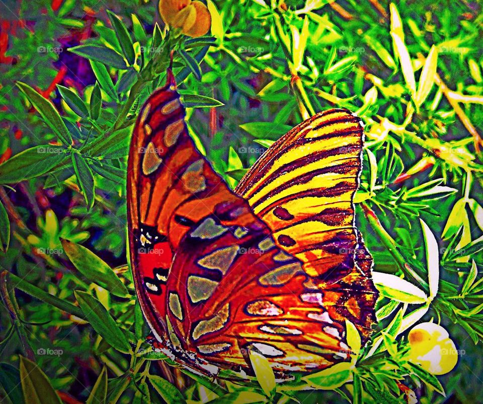 Butterfly in the sun