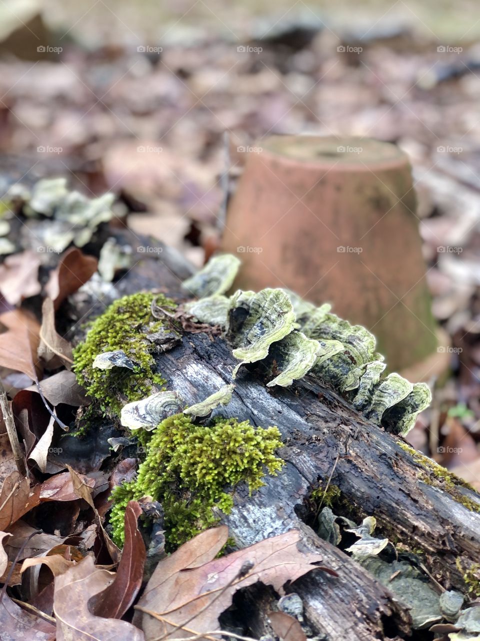 Fungi on log in front on clay pot covered with fallen leaves 
