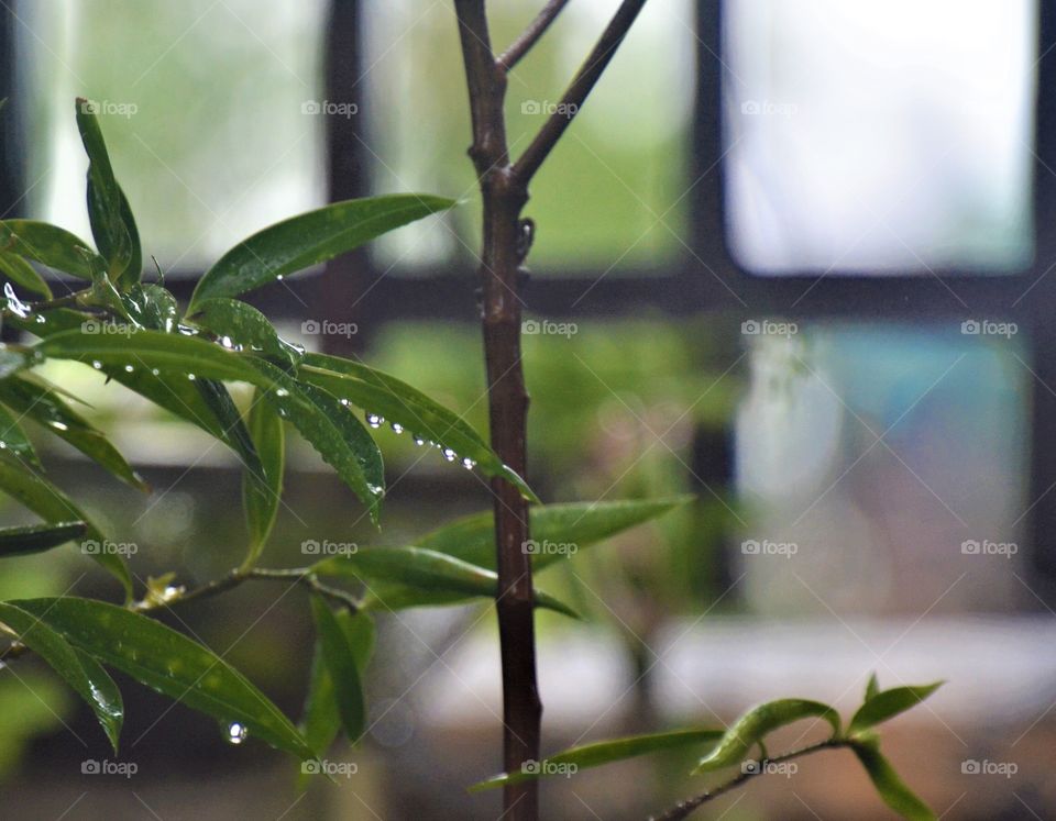 Raindrops attached on leaf before fall down