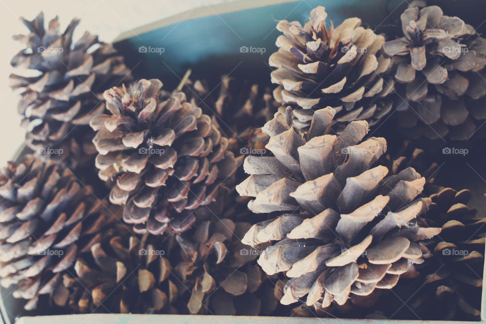 Pine cones are so pretty. 