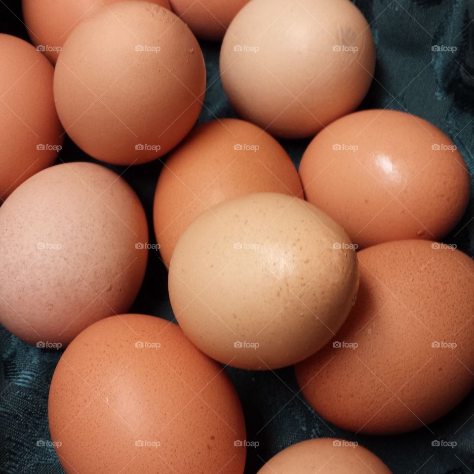 fresh eggs. fresh eggs right from the chicken