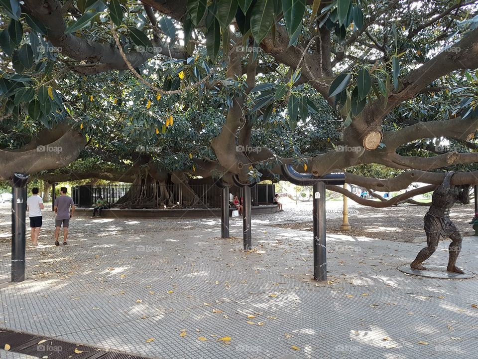 Ficus 1791
