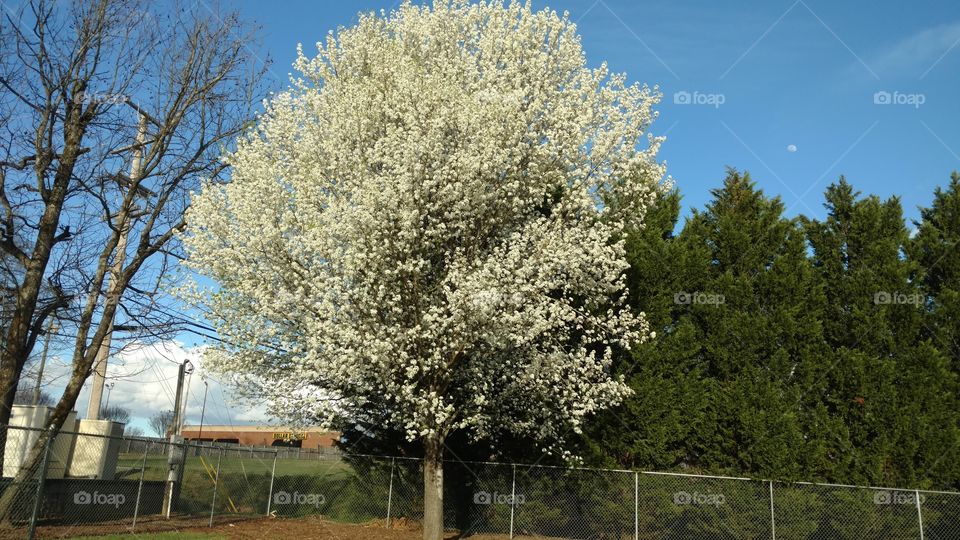 Tree, Landscape, Season, Outdoors, Nature