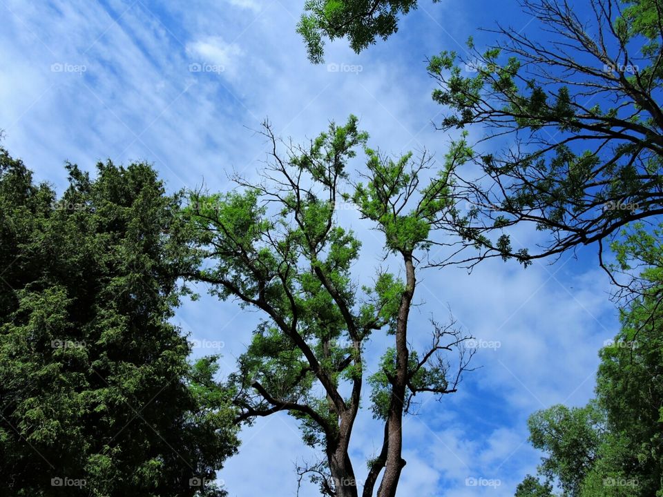 Blue skies. Blue summer skies among green summer tree tops