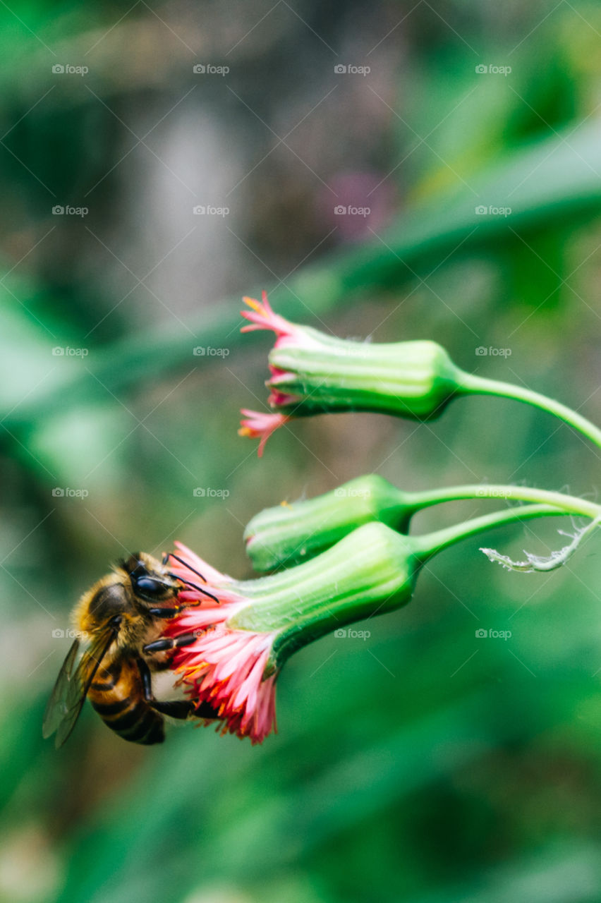 bee