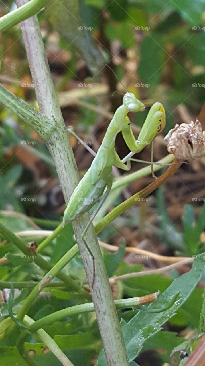 I water my garden very early in the morning and awoke this praying mantis