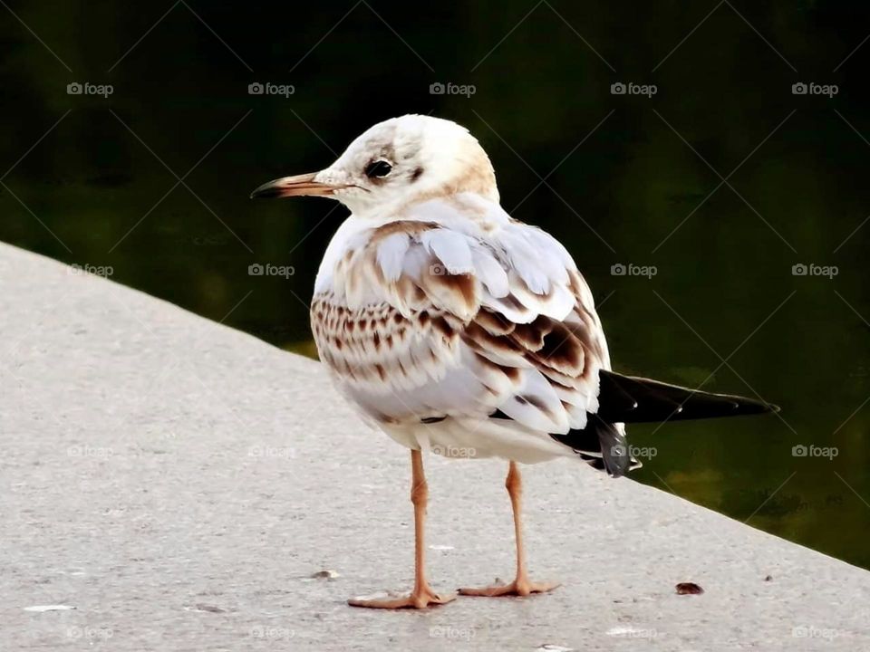 Young seagull