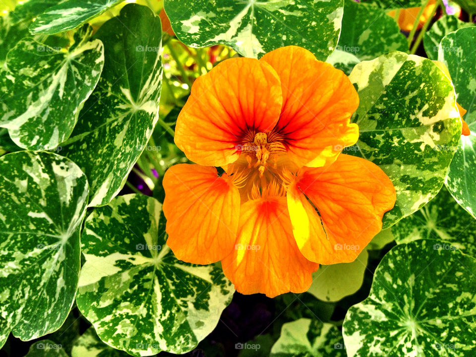 green nature flower orange by jomagraphy