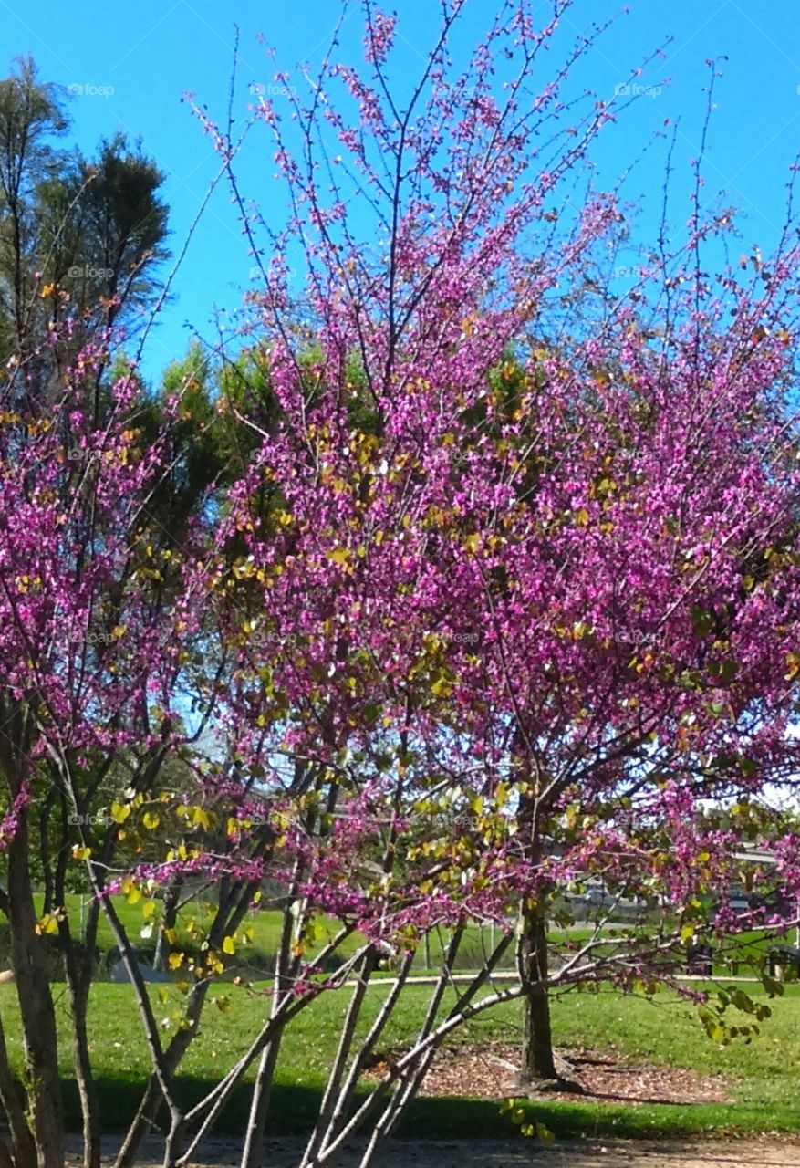 Spring buds bursting into blossom