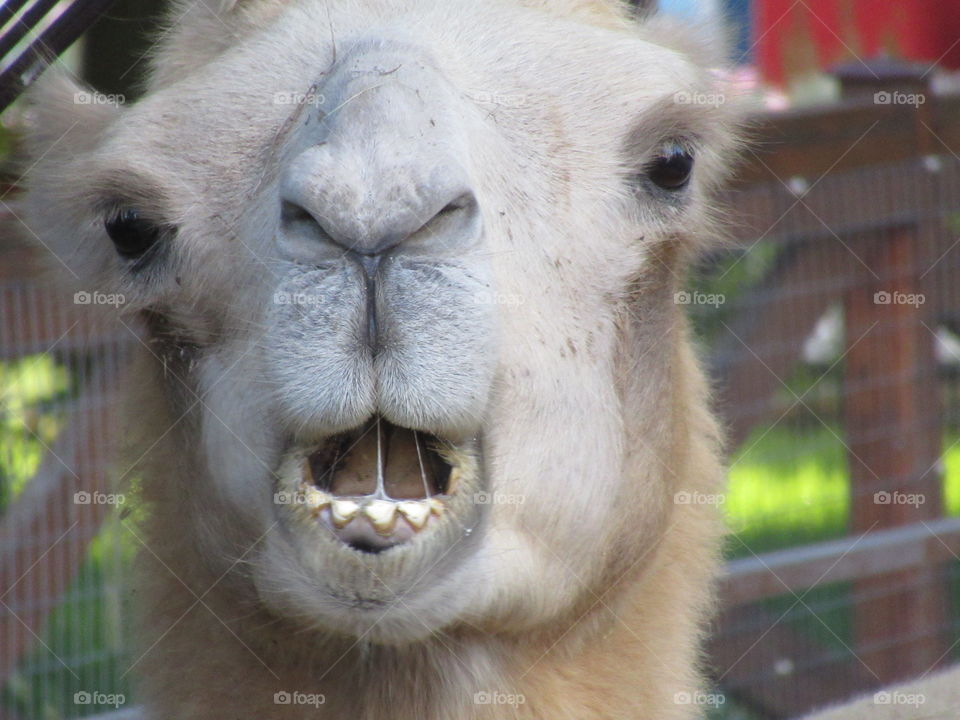 communication with a camel at the zoo